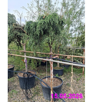 Cedrus deodara 'Feelin' Blue' C 150 L